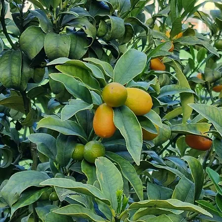 アパート Lakeview Casa Camelia 21 Acquaseria