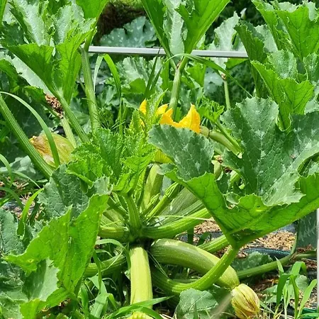 Lakeview Casa Camelia 21 Acquaseria